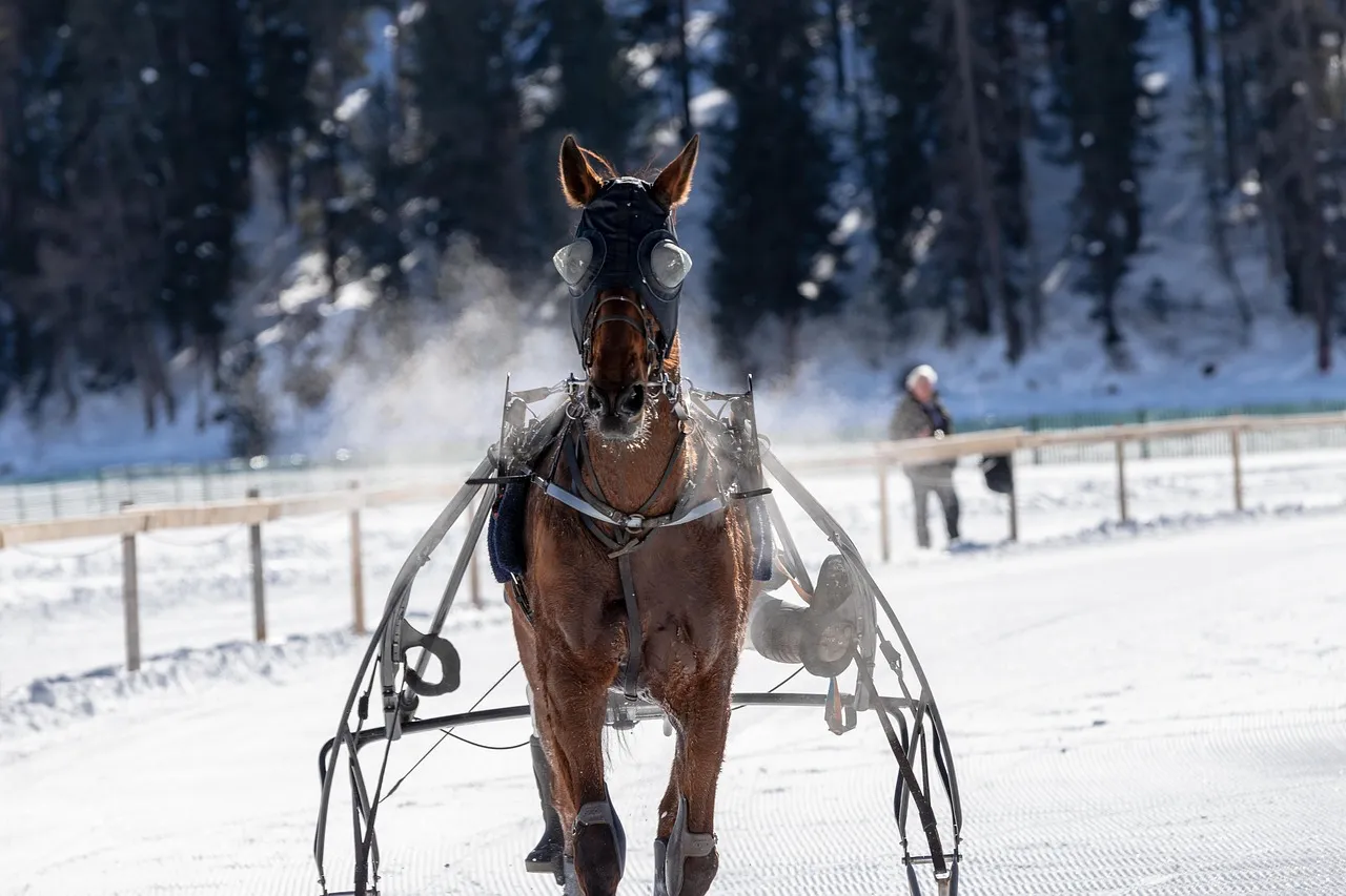 harness-racing